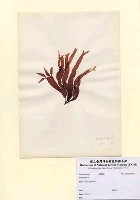 藏品(Grateloupia sp.)的圖片